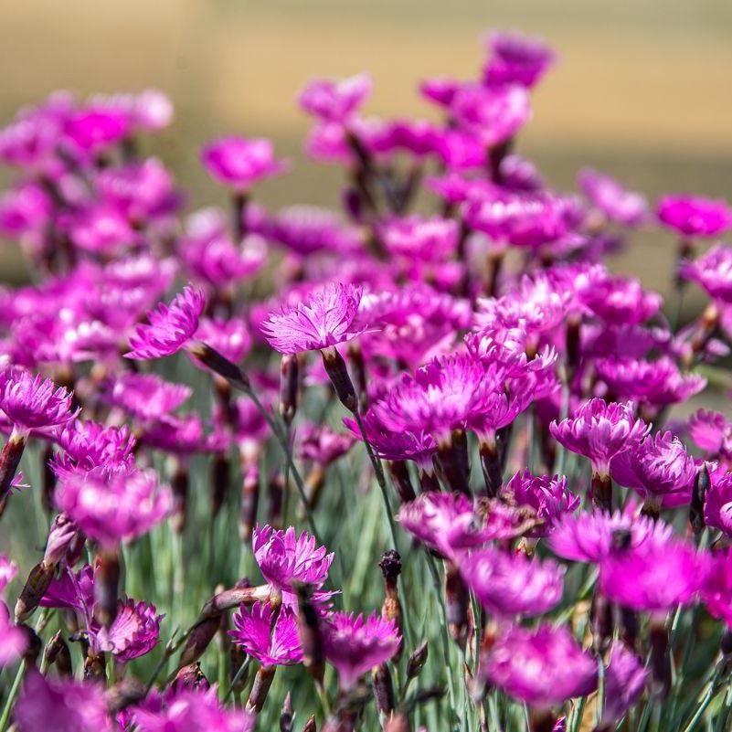 Garofita Piticea Vrajitoarea de Foc