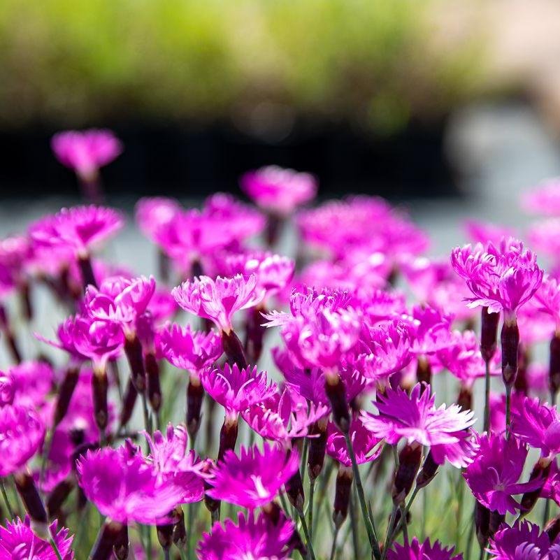 Garofita Piticea Vrajitoarea de Foc