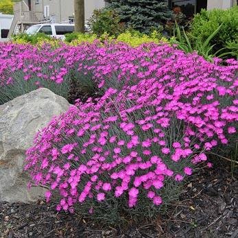 Garofita Piticea Vrajitoarea de Foc