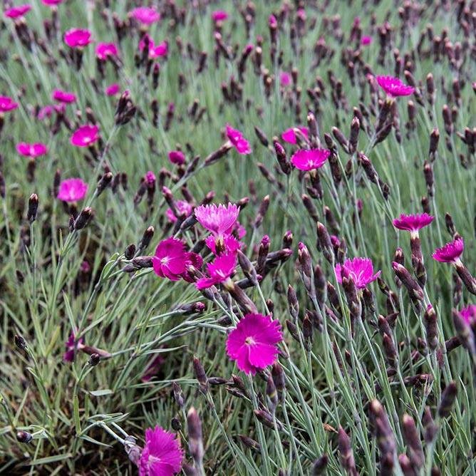 Garofita Piticea Vrajitoarea de Foc