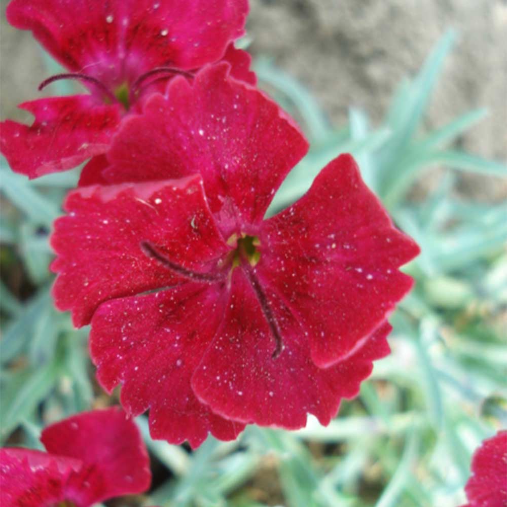 Garofita Piticea Lavastrom