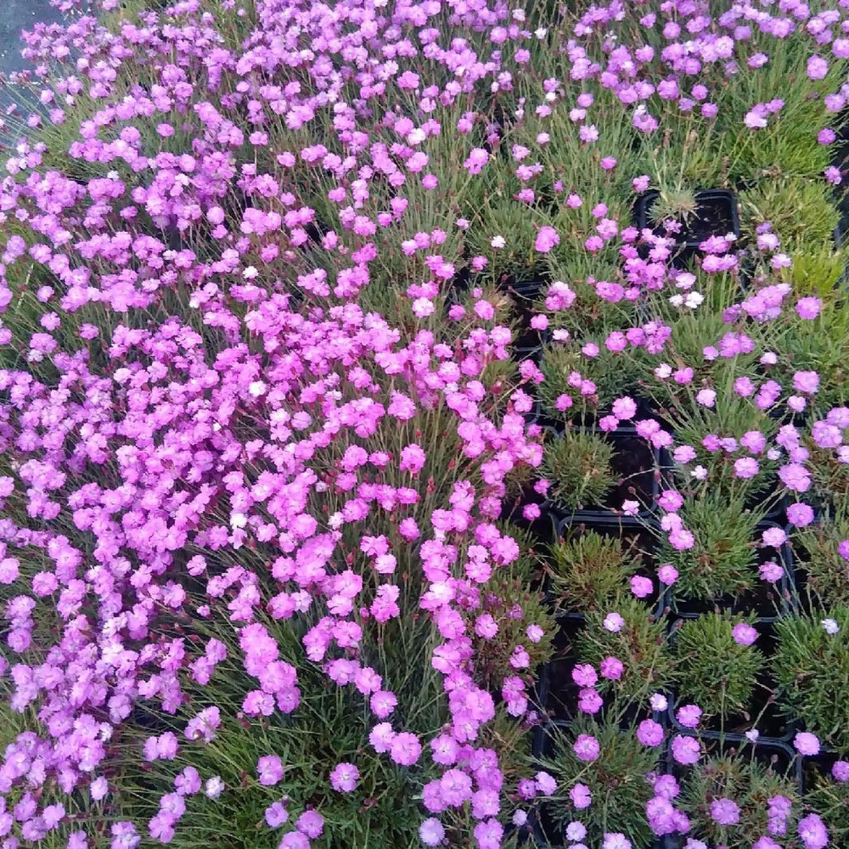 Garofita Piticea Pink Jewel