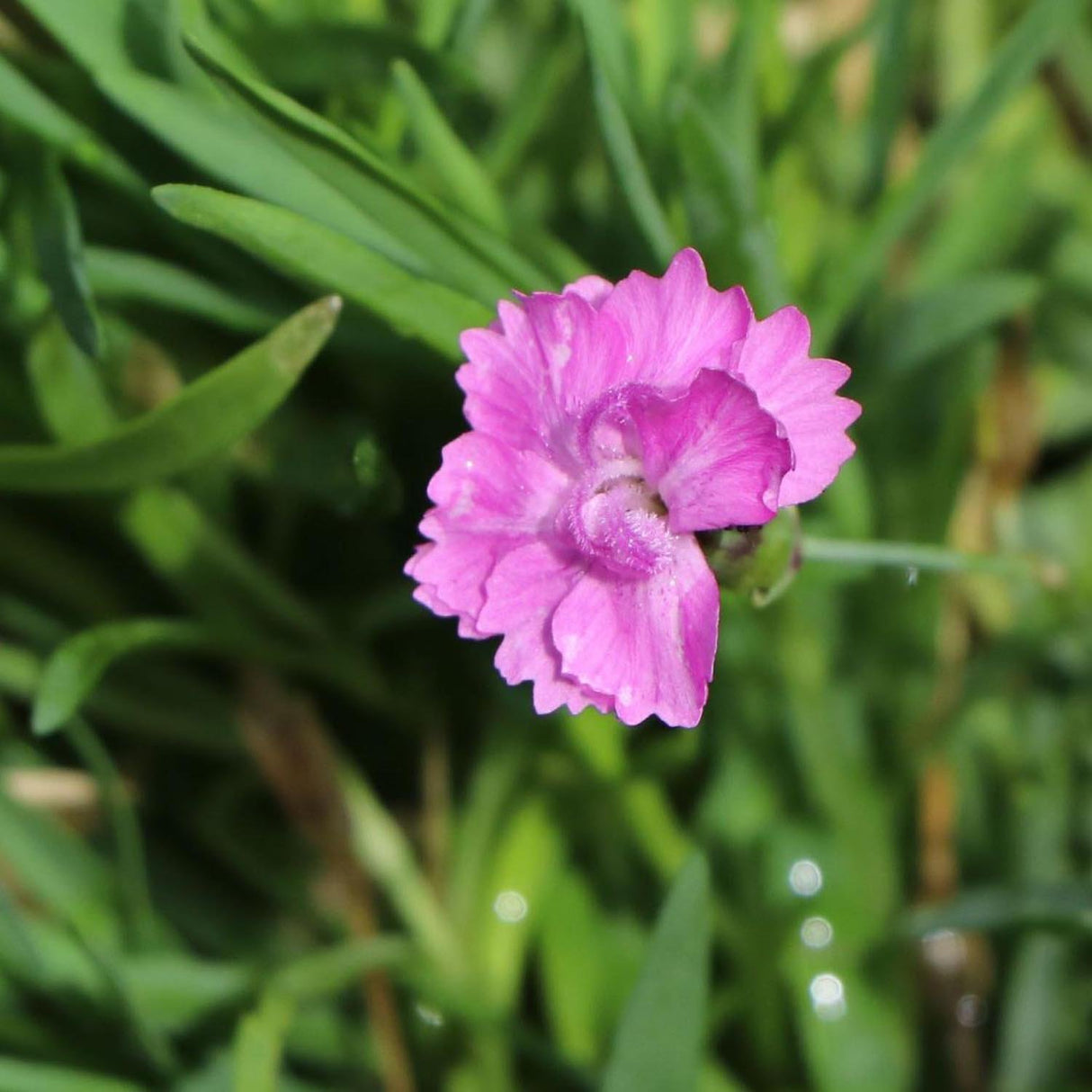 Garofita Piticea Pink Jewel
