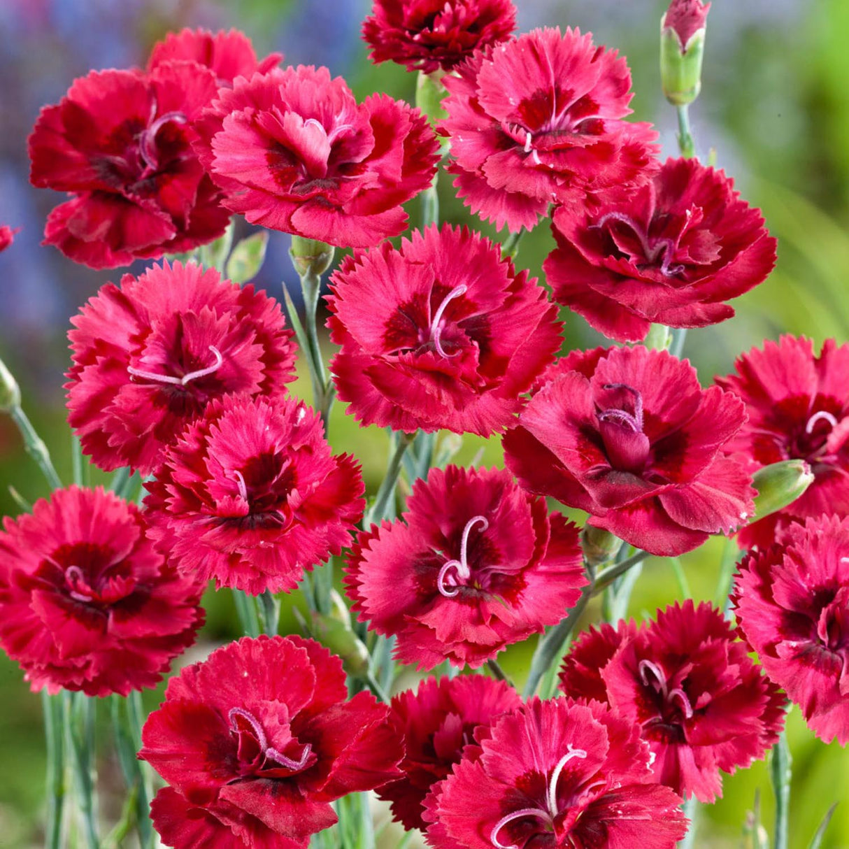 Garofita Piticea Rotkappchen