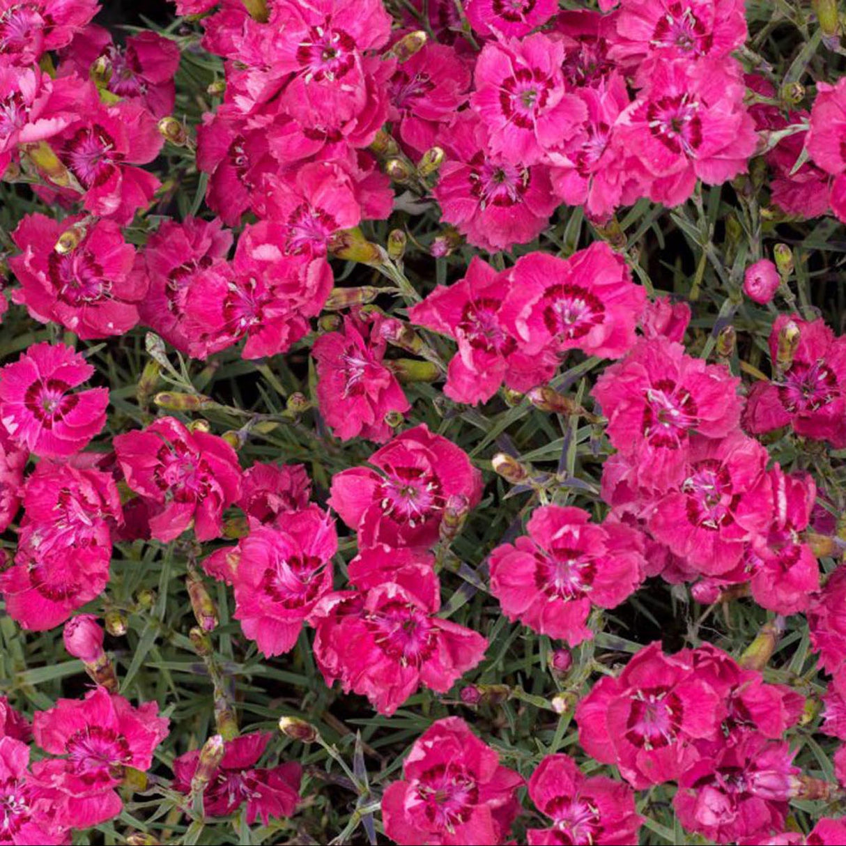 Garofita Piticea Rotkappchen