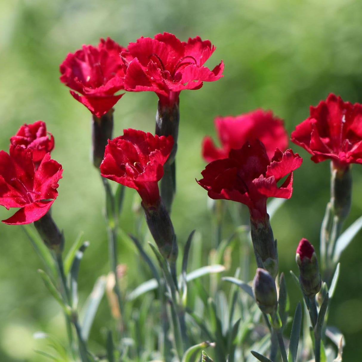 Garofita Piticea Rubin