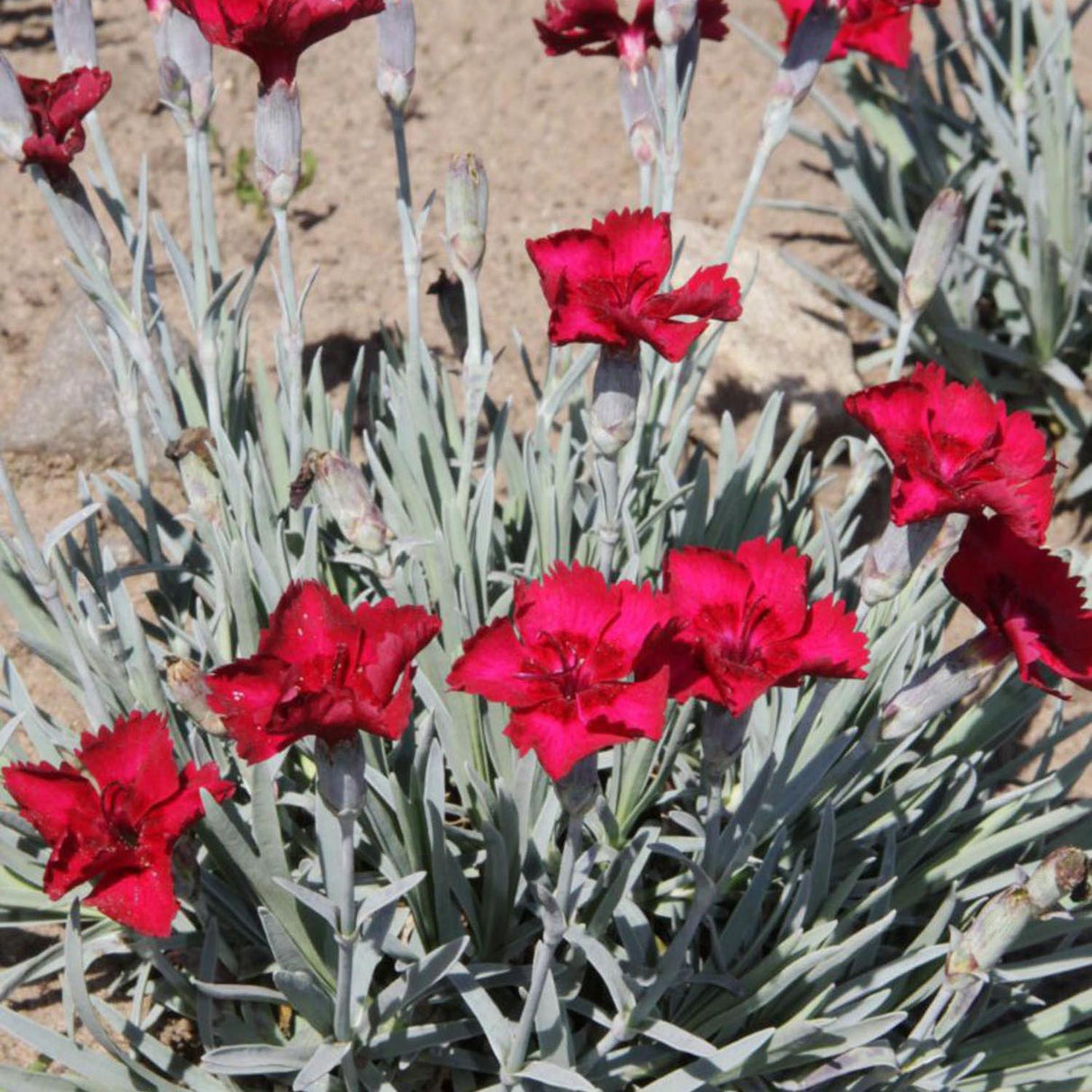 Garofita Piticea Rubin