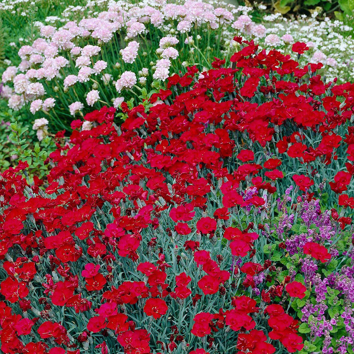 Garofita Piticea Rubin