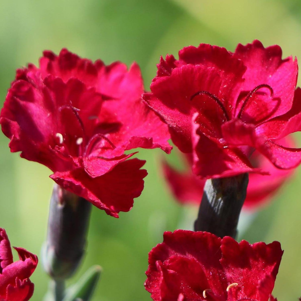 Garofita Piticea Rubin