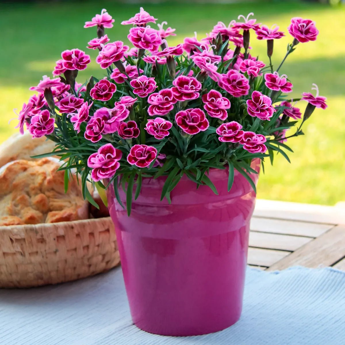 Garofita Purple Wedding