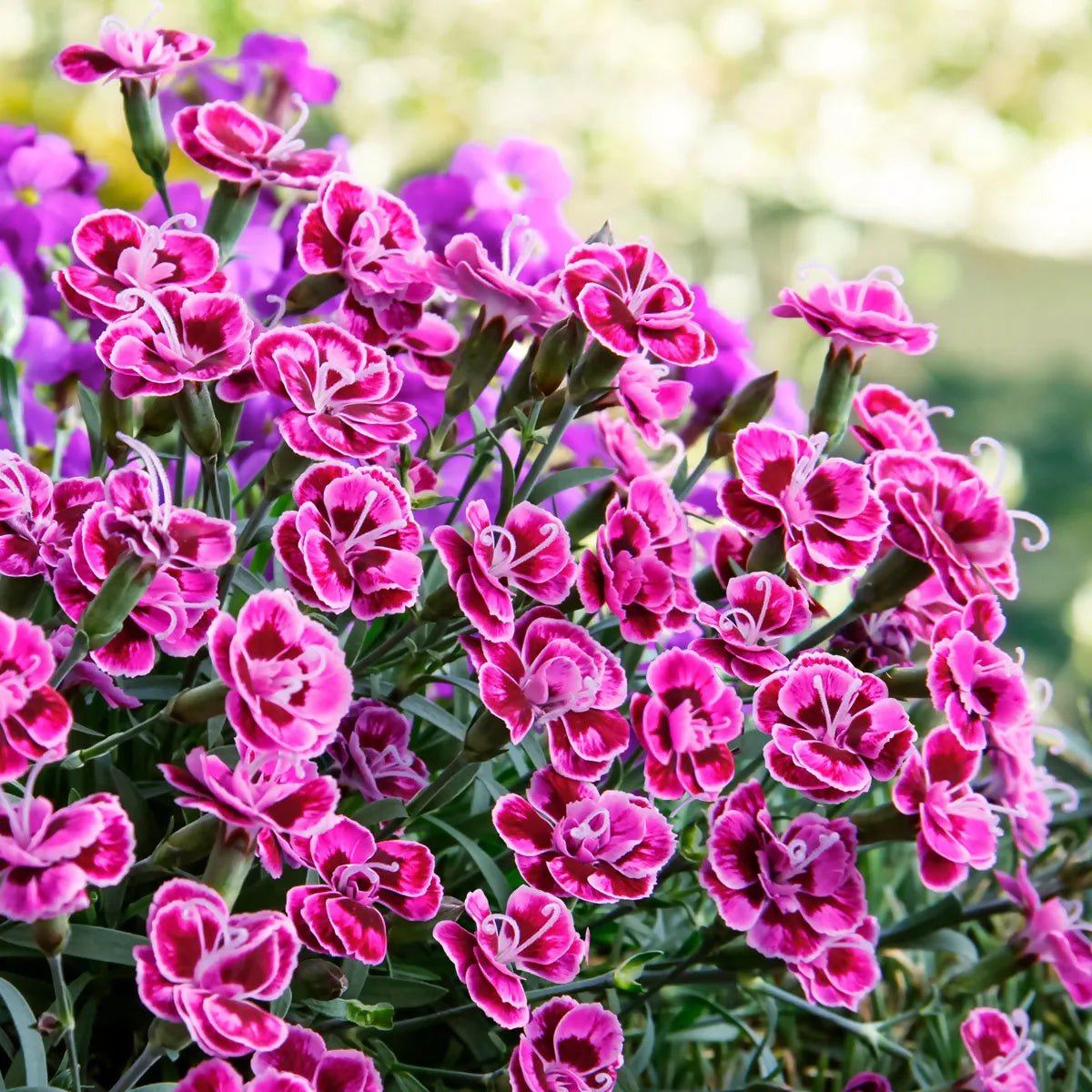 Garofita Purple Wedding