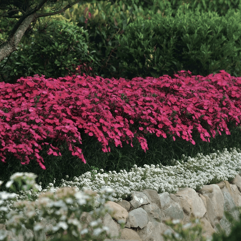 Garofita Rose Bouquet