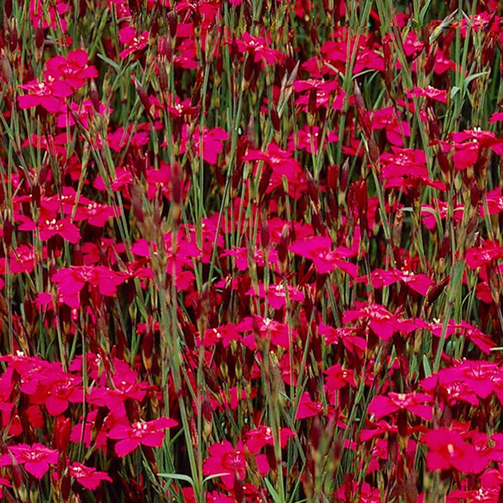 Garofita rosu Flashing Light