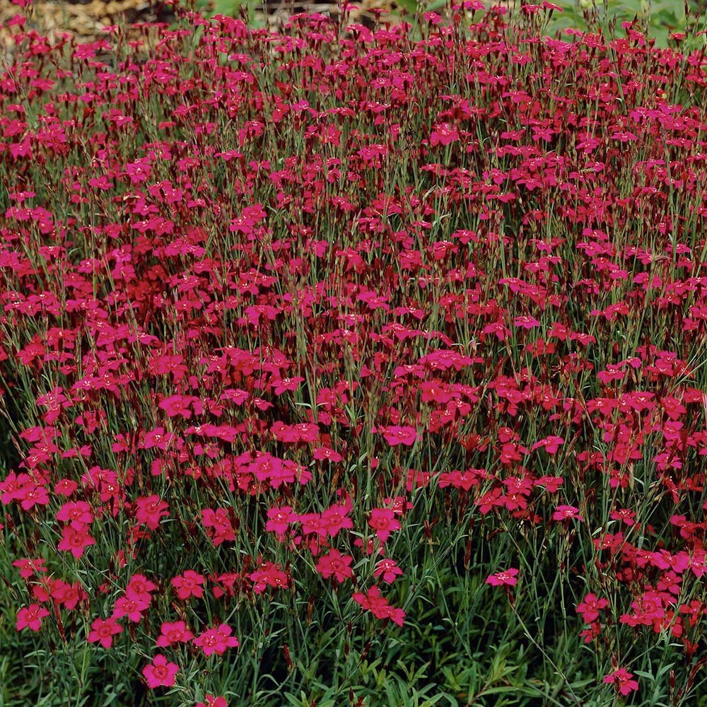 Garofita rosu Flashing Light