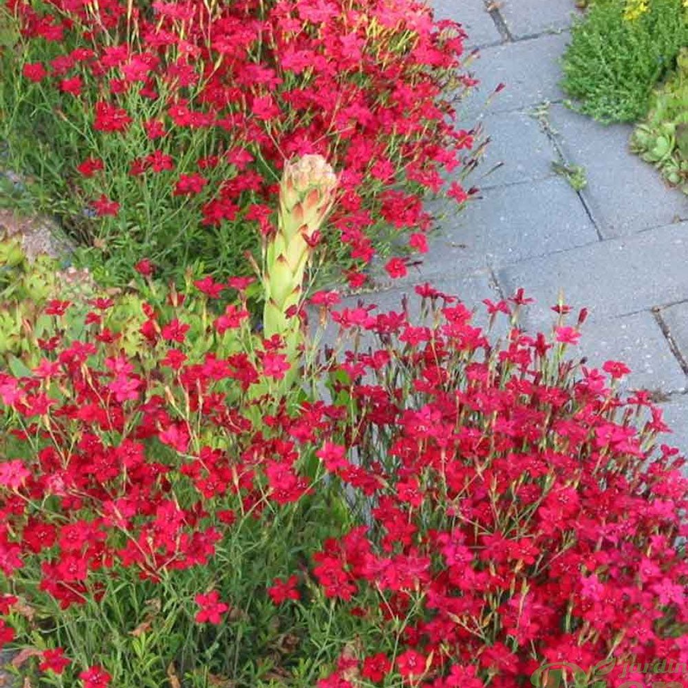 Garofita rosu Flashing Light