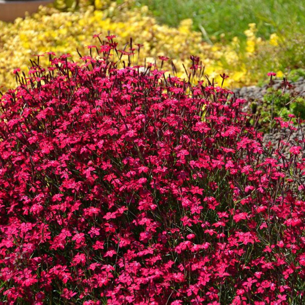 Garofita rosu Flashing Light