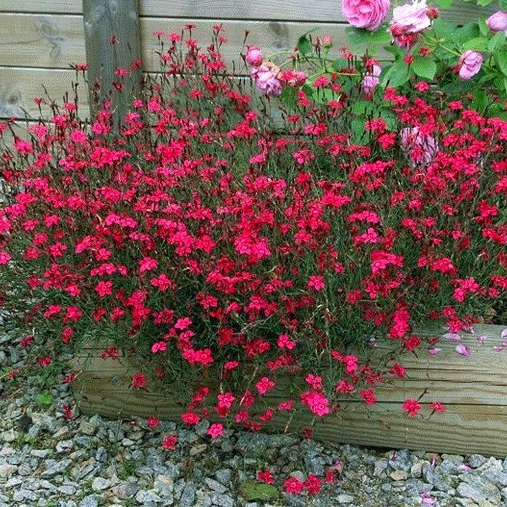 Garofita rosu Flashing Light