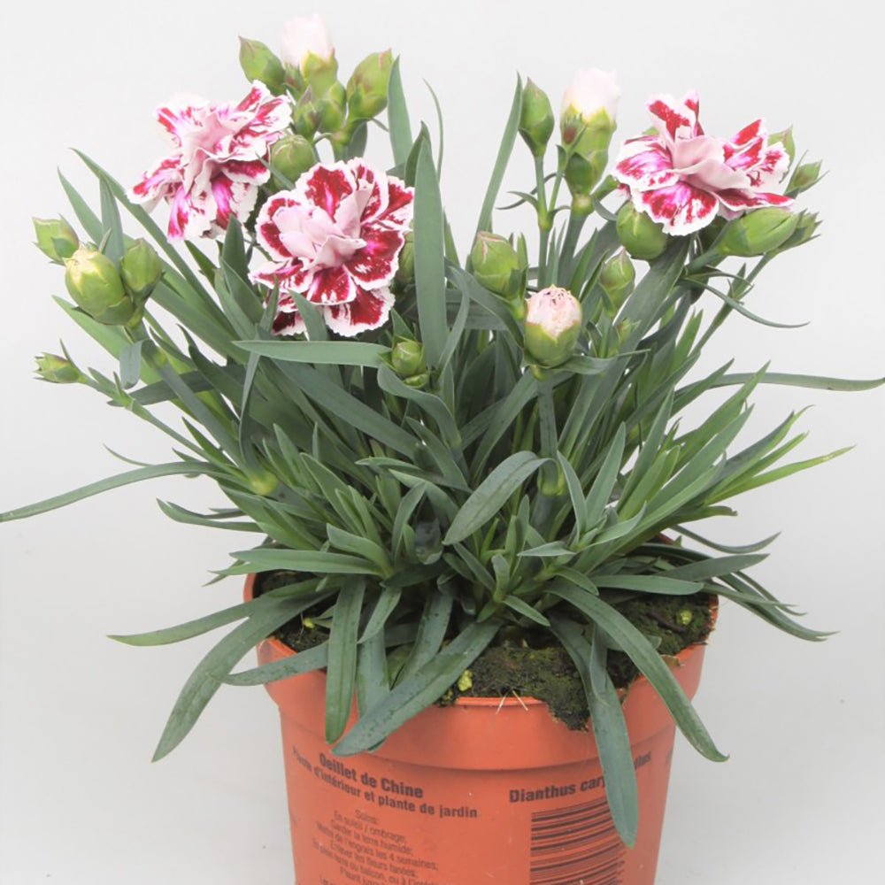 Garofita Sissy, cu flori bicolori rosii-alb