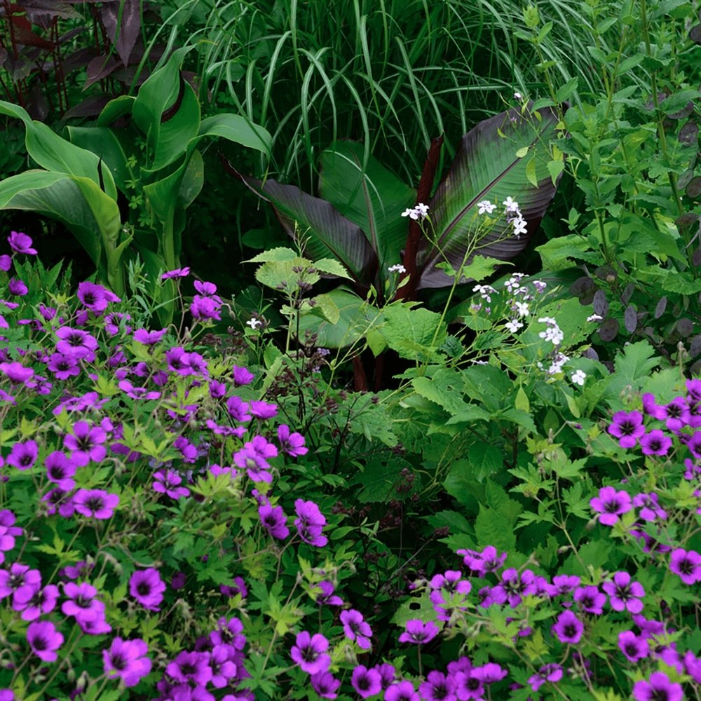 Ciocul Berzei Geranium Anne Thomson