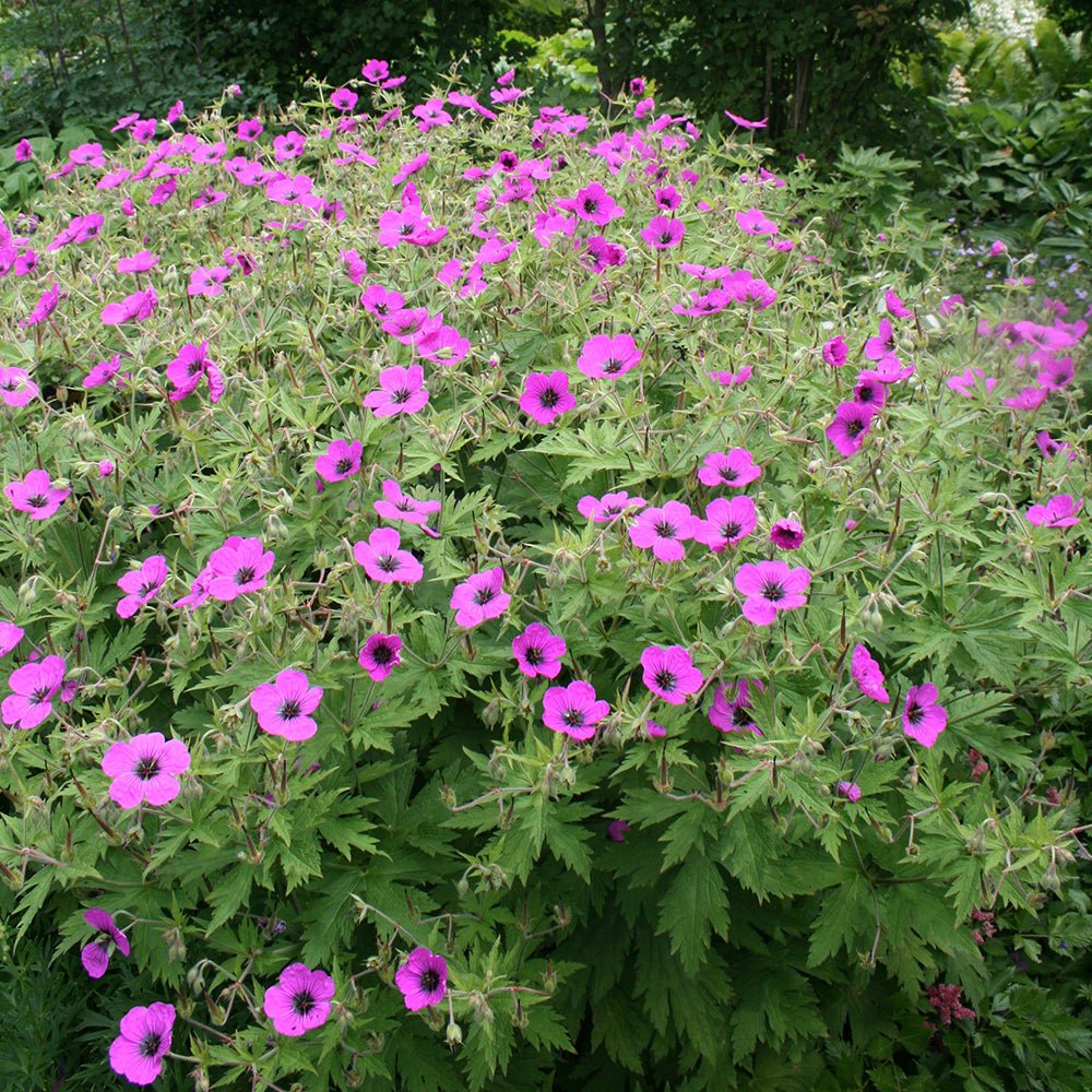 Ciocul Berzei Geranium Dragon Heart
