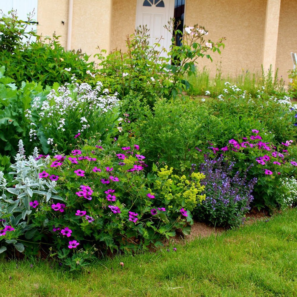 Ciocul Berzei Geranium Dragon Heart
