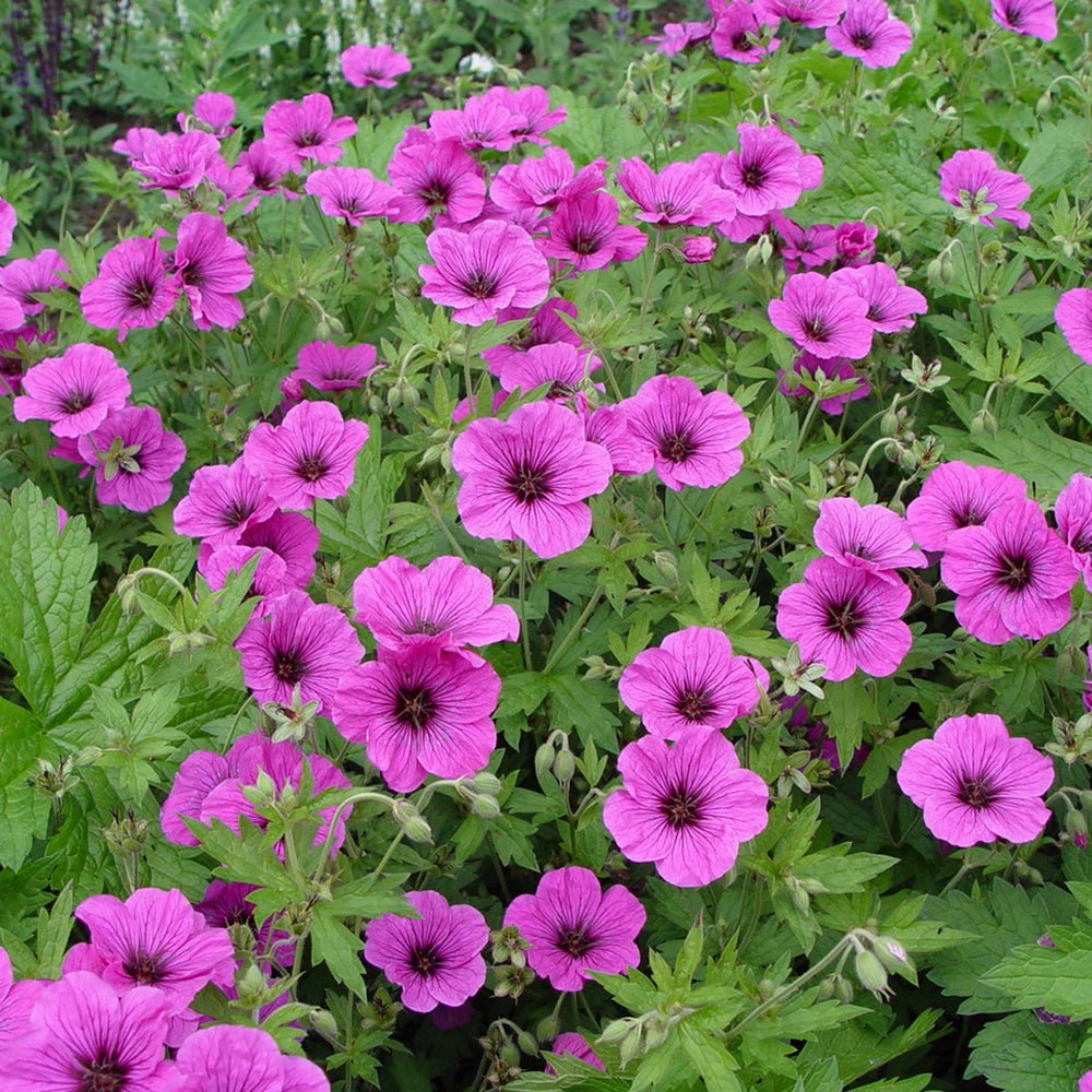 Ciocul Berzei Geranium Js Matu Vu