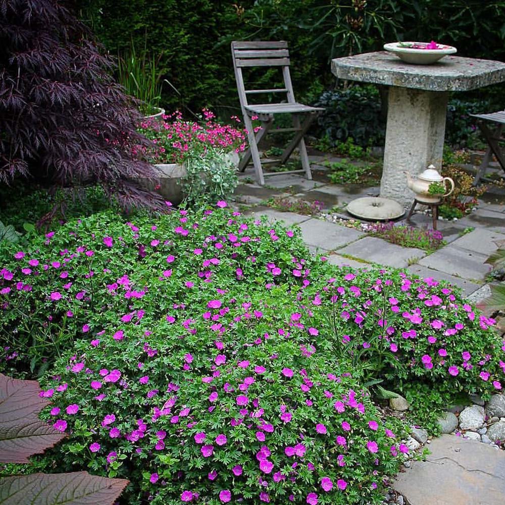 Ciocul Berzei Geranium Max Frei, tarator, cu flori roz-violet