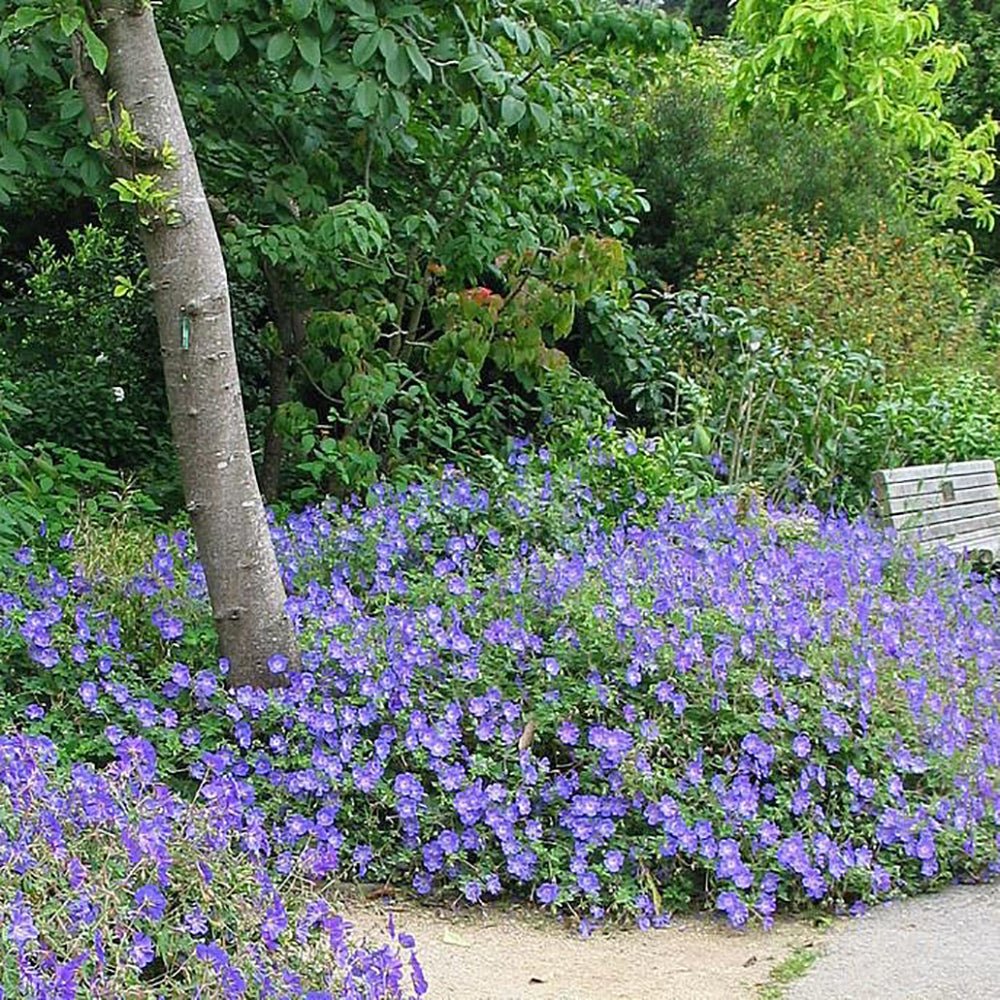 Ciocul Berzei Geranium Rozanne, tarator cu flori albastre-mov