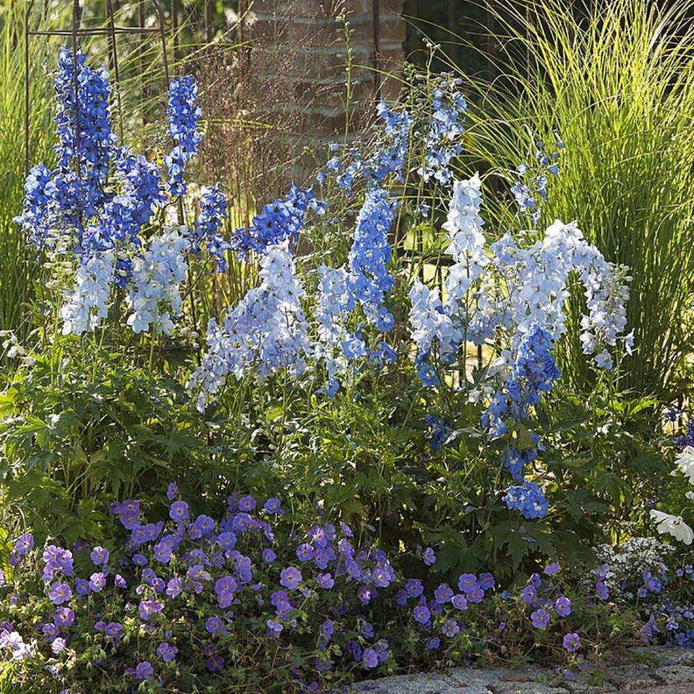 Ciocul Berzei Geranium Rozanne, tarator cu flori albastre-mov
