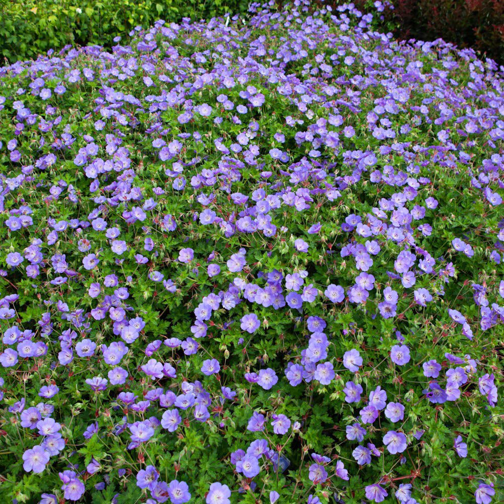 Ciocul Berzei Geranium Rozanne, tarator cu flori albastre-mov