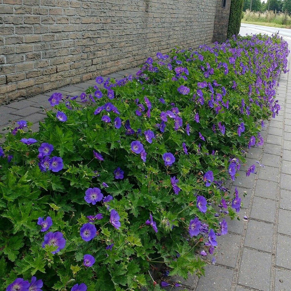 Ciocul Berzei Geranium Rozanne, tarator cu flori albastre-mov