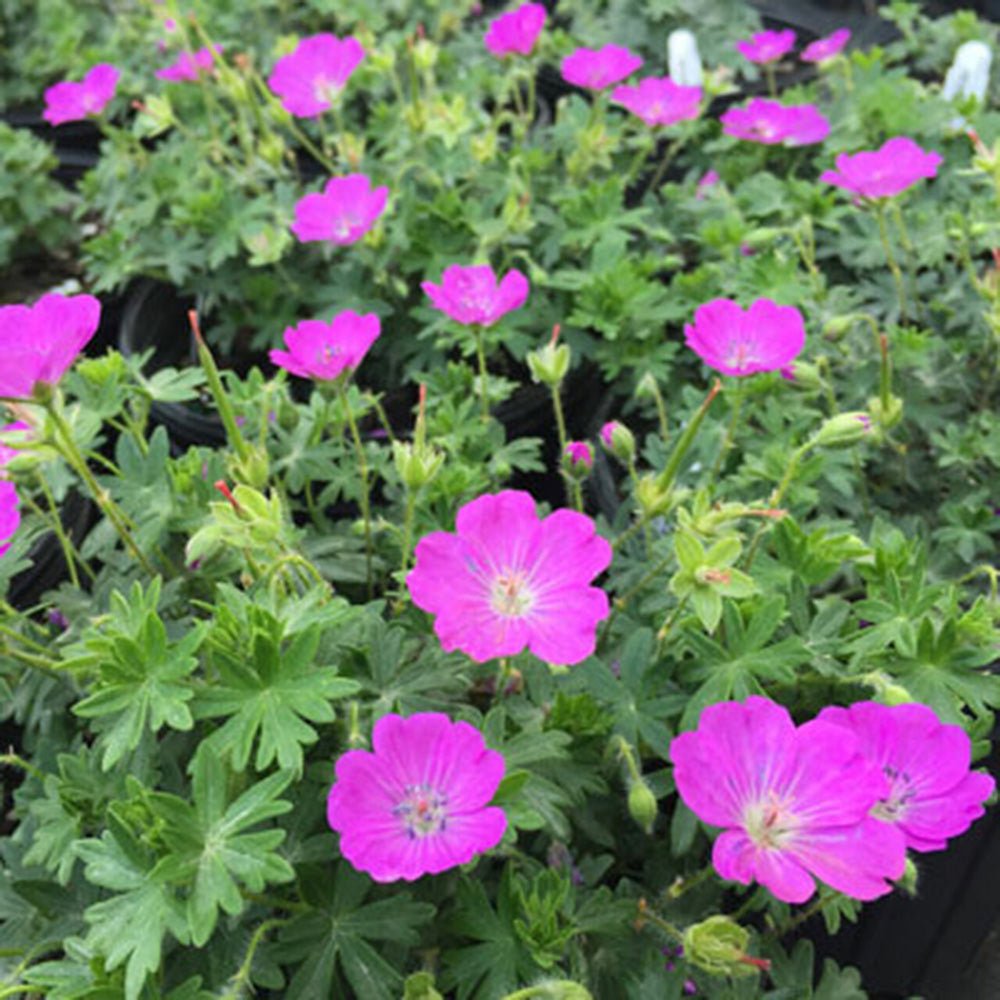 Ciocul Berzei Geranium Tiny Monster, tarator, cu flori roz-violet