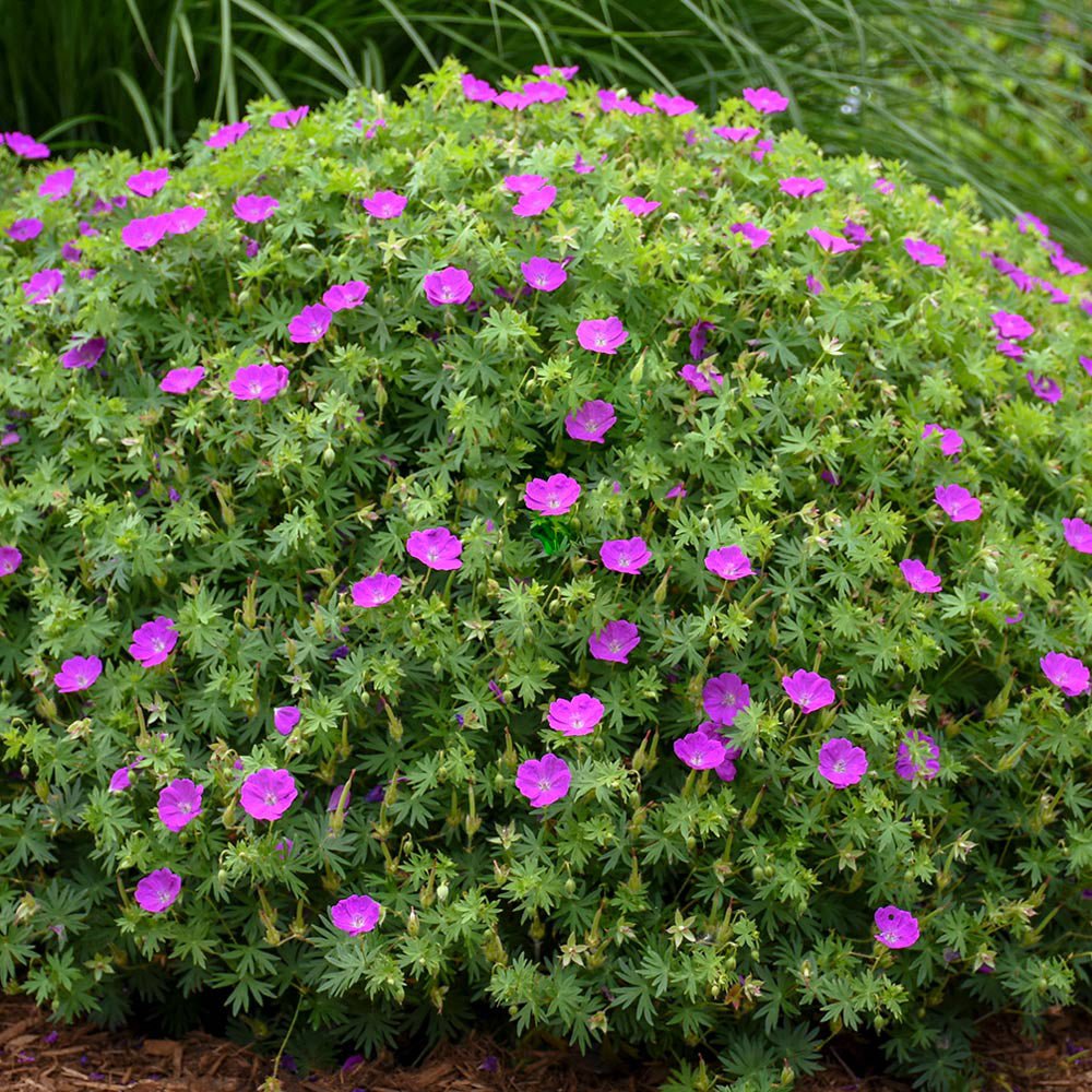 Ciocul Berzei Geranium Tiny Monster, tarator, cu flori roz-violet