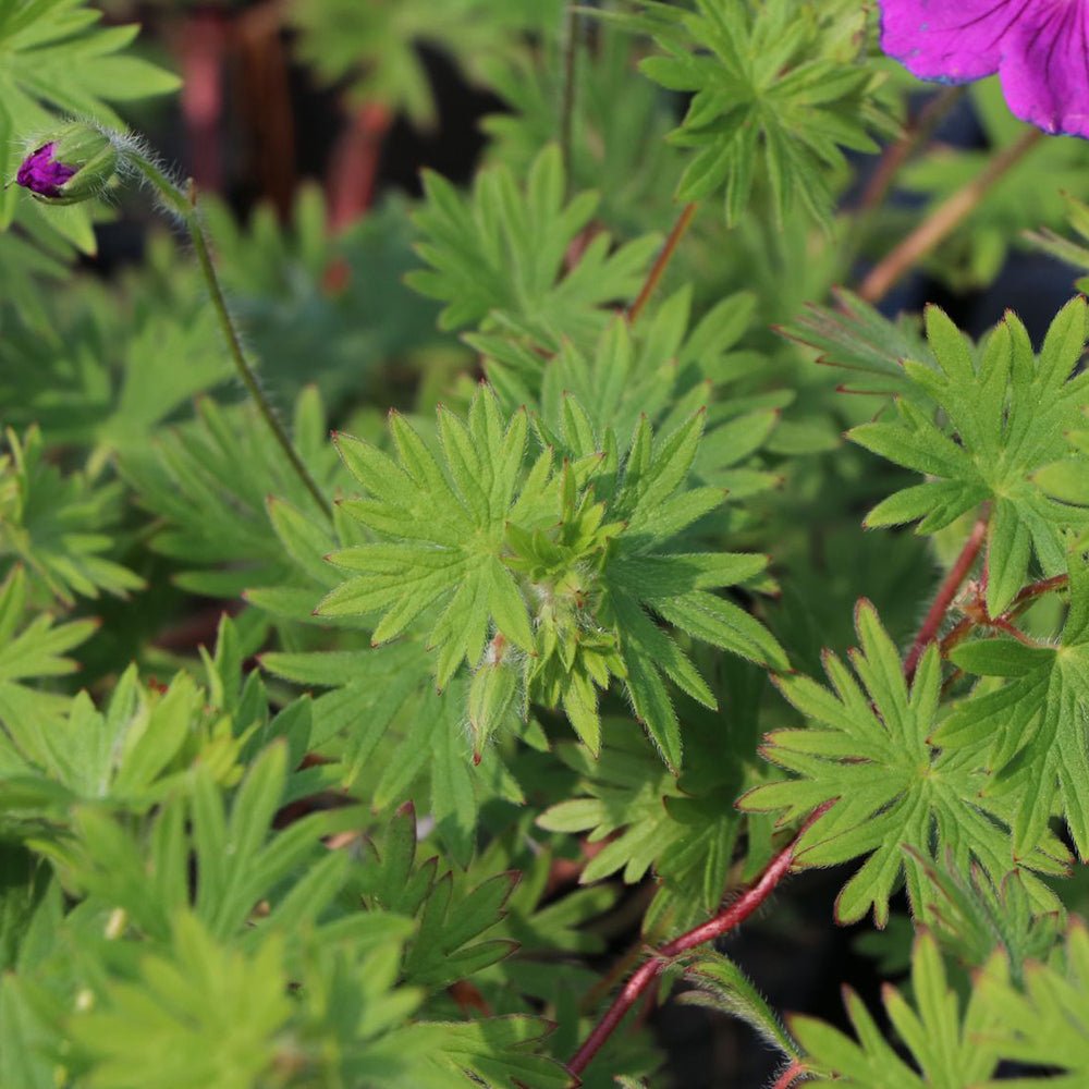 Ciocul Berzei Geranium Tiny Monster, tarator, cu flori roz-violet