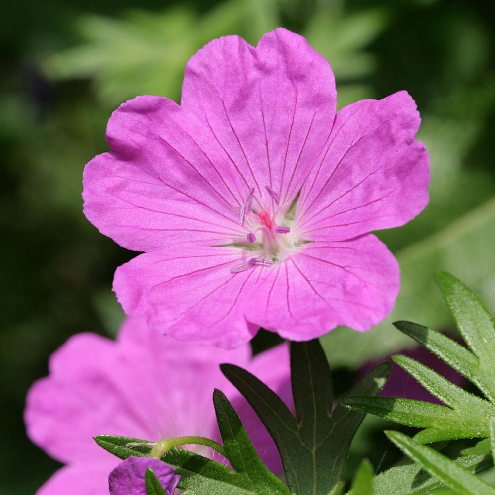 Ciocul Berzei Geranium Tiny Monster, tarator, cu flori roz-violet