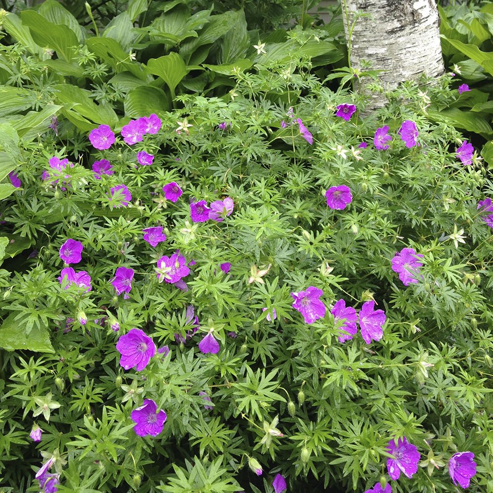 Ciocul Berzei Geranium Tiny Monster, tarator, cu flori roz-violet