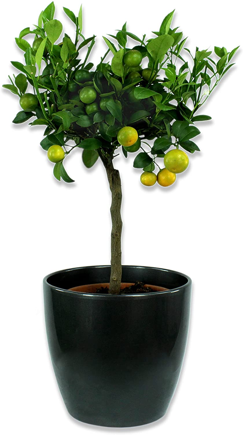 Ghiveci plante rotund Ceramic Scheurich, Ø 14 cm, H12,4 cm, Negru