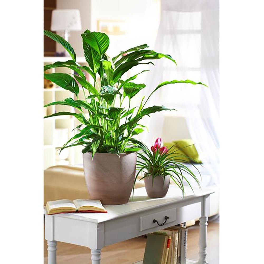 Ghiveci plante rotund Ceramic Scheurich, Ø 16 cm, H14 cm, Maro