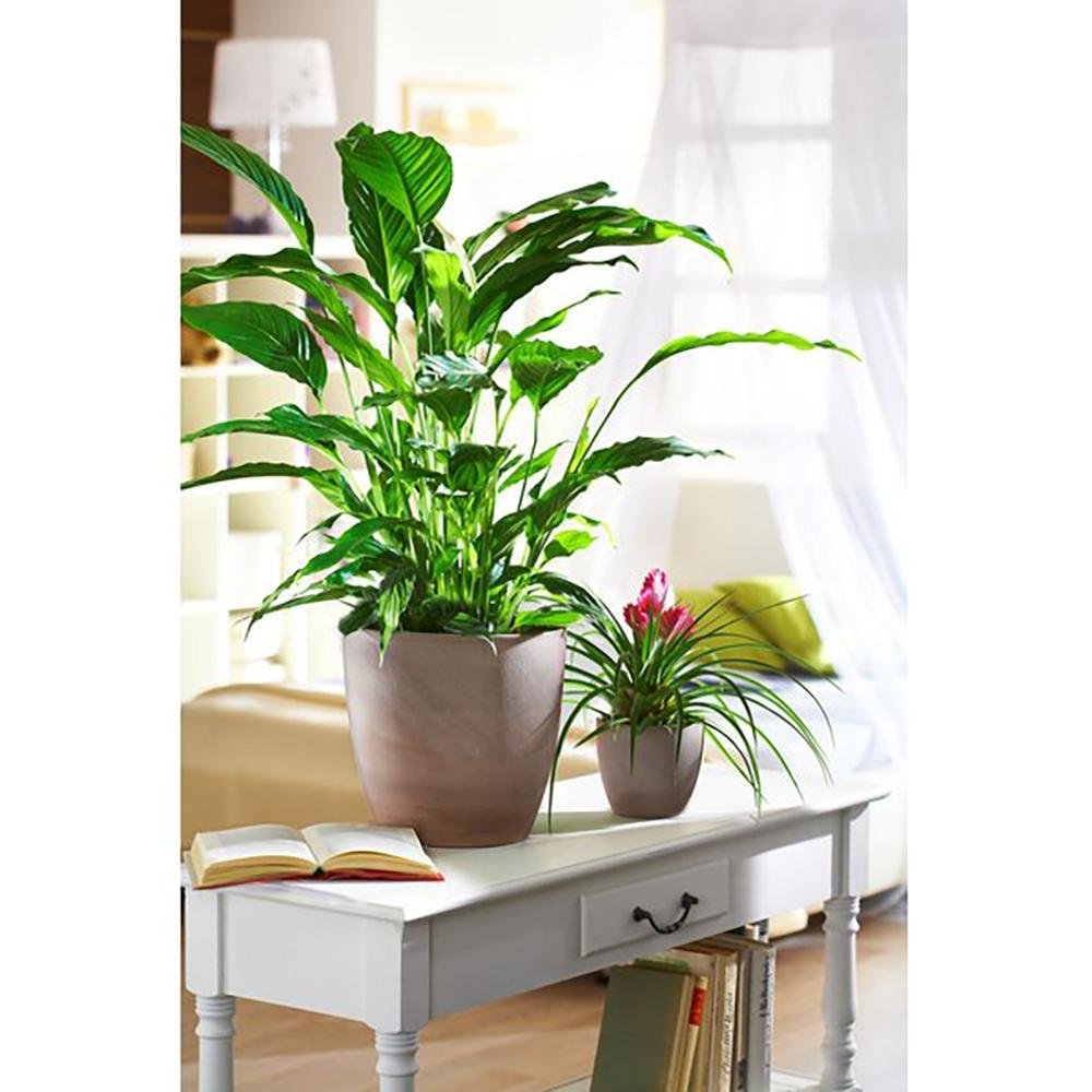 Ghiveci plante rotund Ceramic Scheurich, Ø 25, H22,5 cm, cm Maro