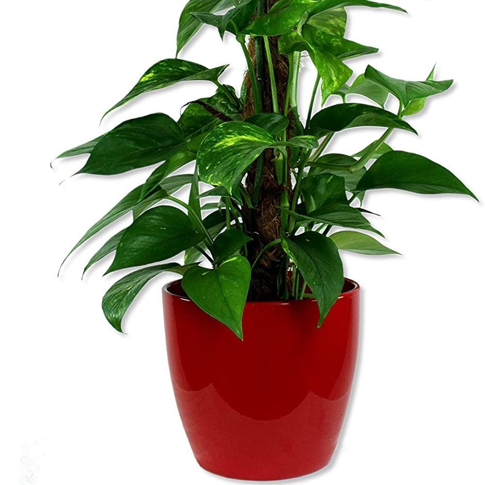 Ghiveci plante rotund Ceramic Scheurich Ø 22 cm, H19.5 cm, Rosu