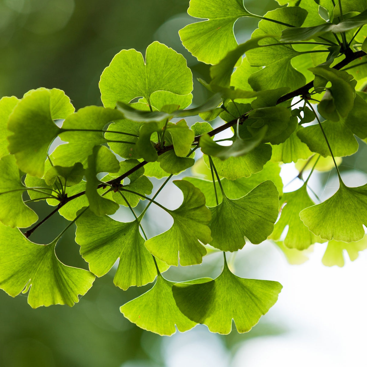 Arborele Pagodelor (Ginkgo Biloba)