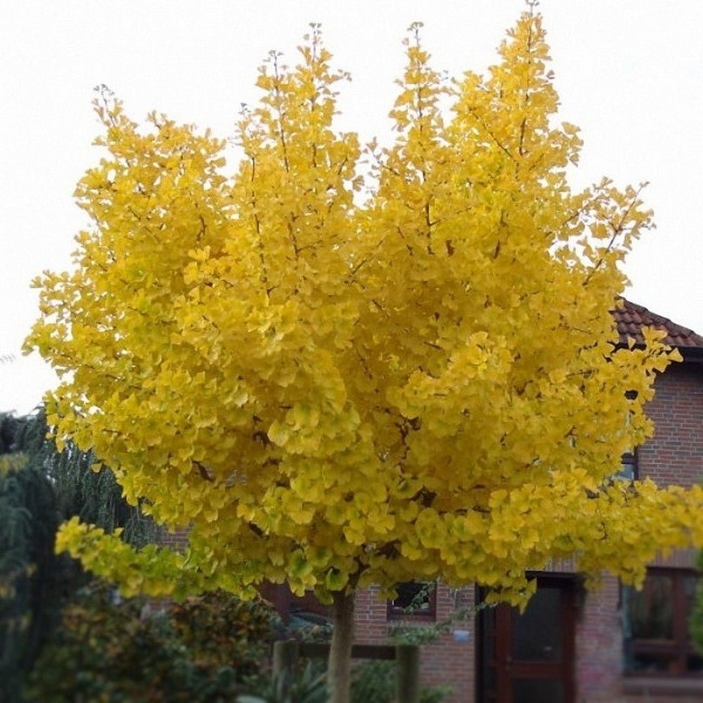 Arborele Pagodelor Mariken (Ginkgo Biloba)