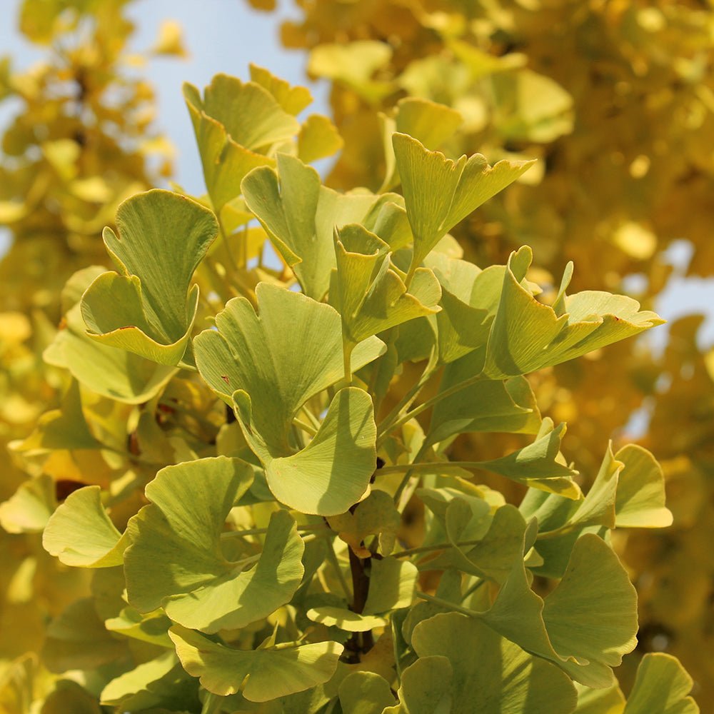 Arborele Pagodelor Mariken (Ginkgo Biloba)