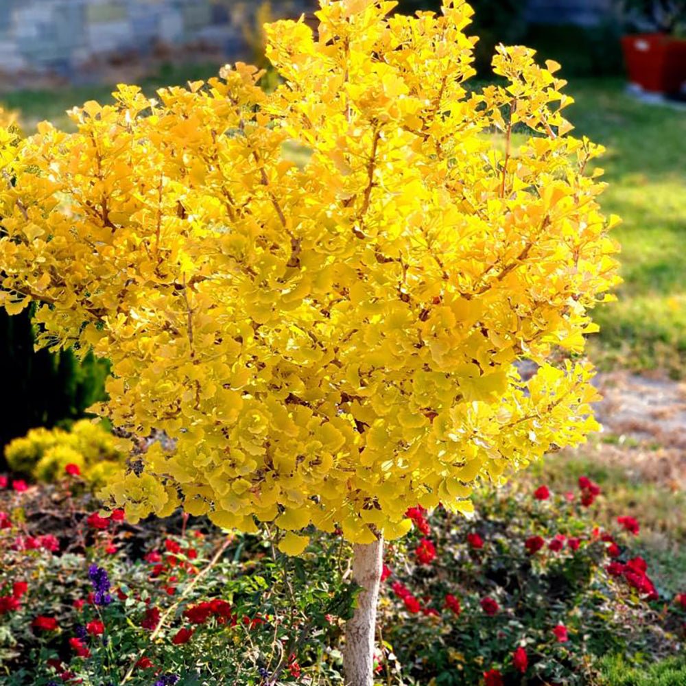 Arborele Pagodelor Mariken (Ginkgo Biloba)