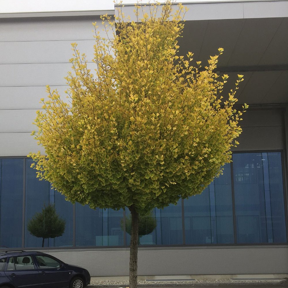 Arborele Pagodelor Mariken (Ginkgo Biloba)