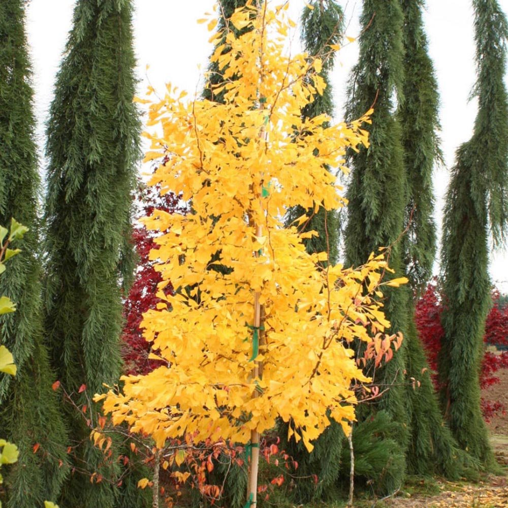 Arborele Pagodelor Columnar Menhir (Ginkgo Biloba)