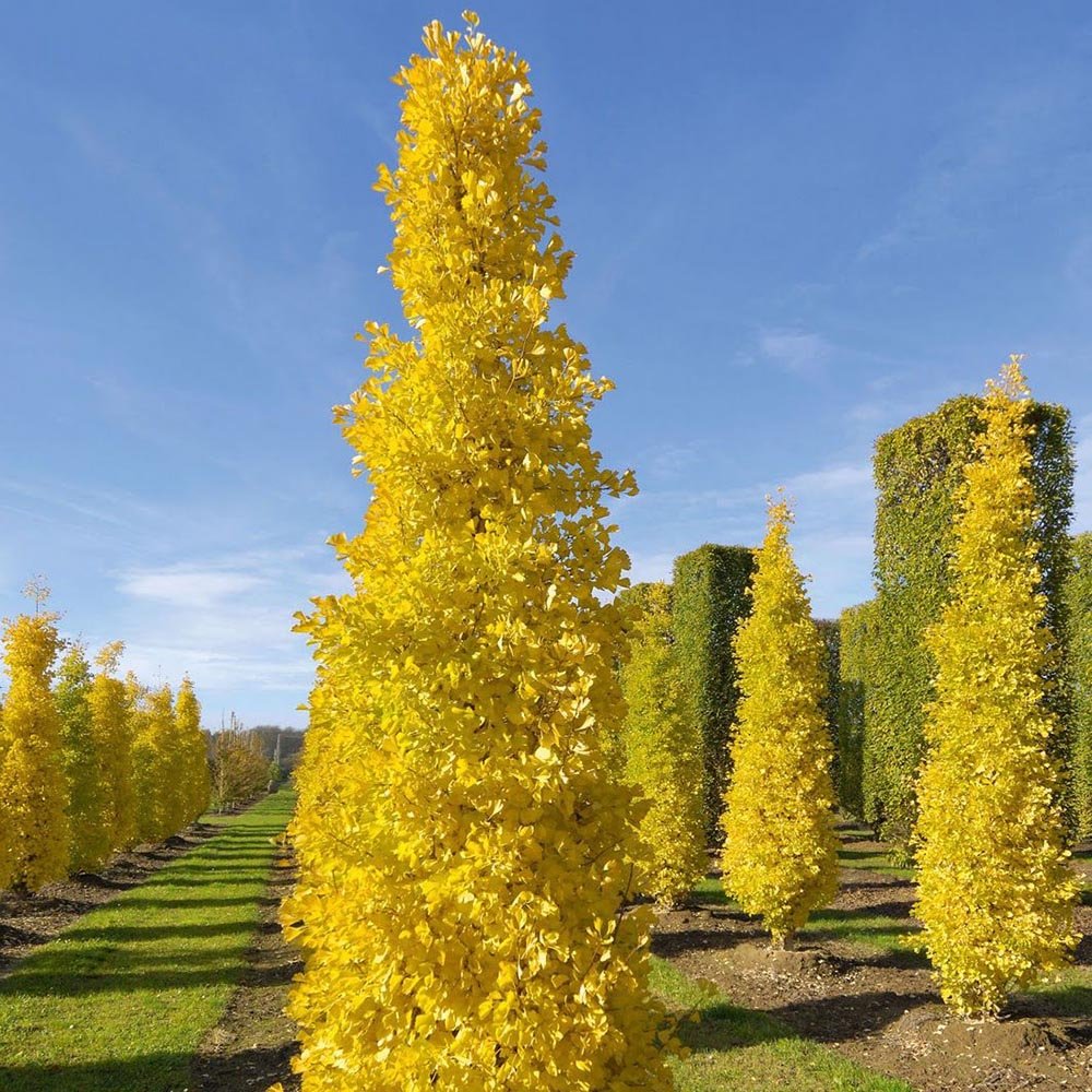 Arborele Pagodelor Columnar Menhir (Ginkgo Biloba)