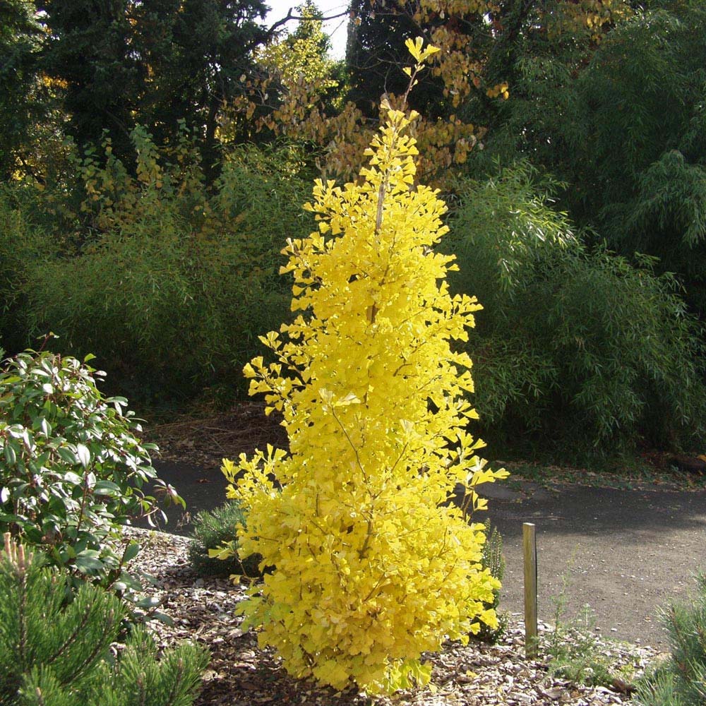 Arborele Pagodelor Columnar Menhir (Ginkgo Biloba)