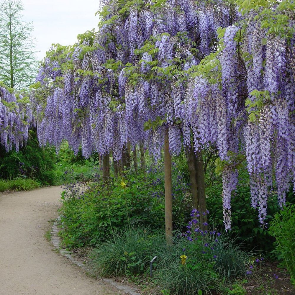 Glicina (Wisteria) cataratoare Black Dragon, cu flori albastre-violet