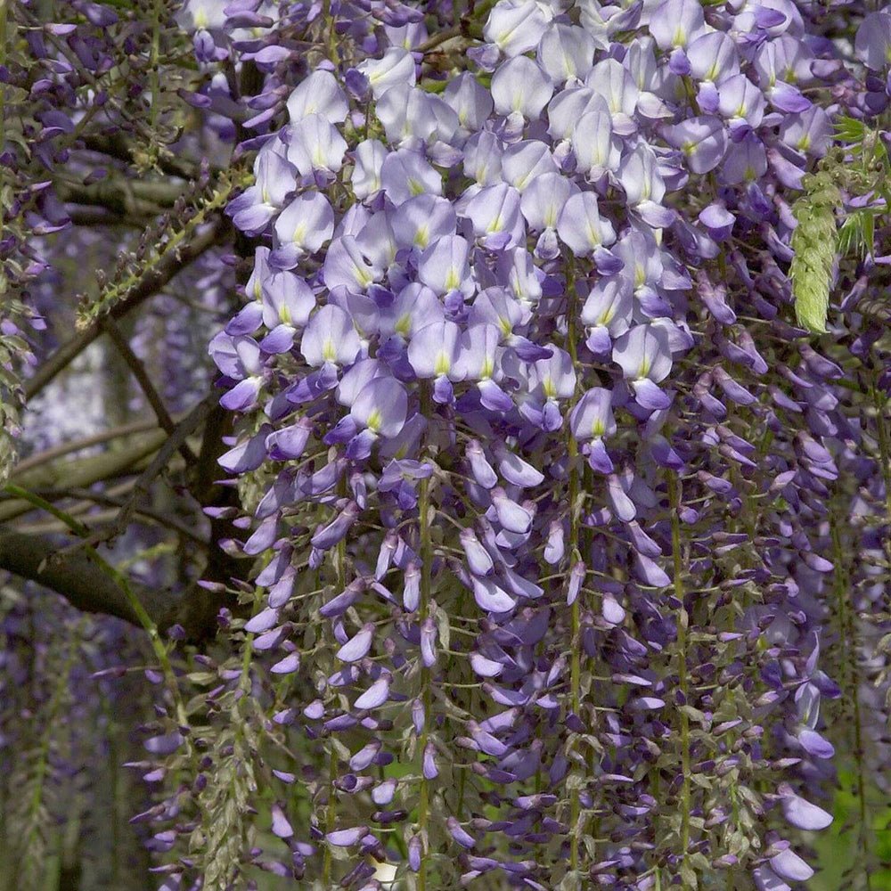 Glicina (Wisteria) cataratoare Black Dragon, cu flori albastre-violet